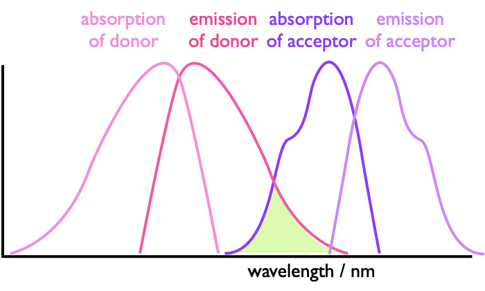 The absorbance and emission of a donor and acceptor with the highlighted region being the spectral overlap integral which allows for energy transfer between the two species.