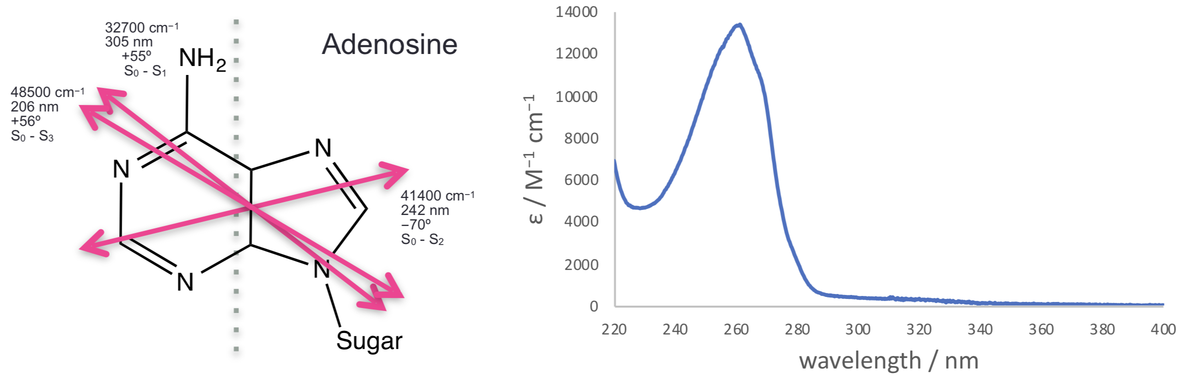 The three lowest energy transitions of adenosine each indicated with their transition dipole moment (all in the plane of the molecule, calculated values).These match with the observed spectrum with a weak transition around 310 nm, a much stronger transition around 260 nm and a third transition starting at the edge of the measured spectrum. Spectrum Adapted from OMLC ( https:// omlc.org/spectra/PhotochemCAD/html/033.html), 31st October 2018