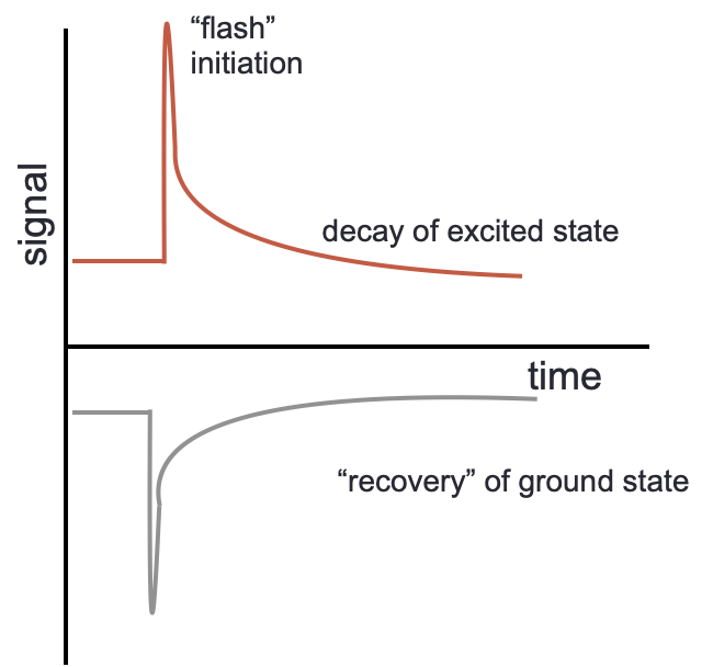 Flash photolysis gives kinetic profiles which either show the formation and decay of an excited state (top) or bleach and recovery of a ground state (bottom).