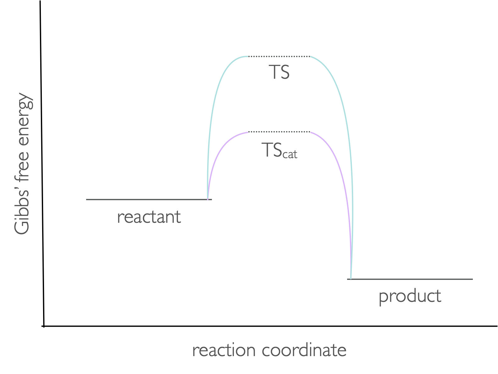 The transition state during a reaction has a higher Gibbs free energy than either the reactants or products. The presence of a catalyst lowers the energy of this transition state.