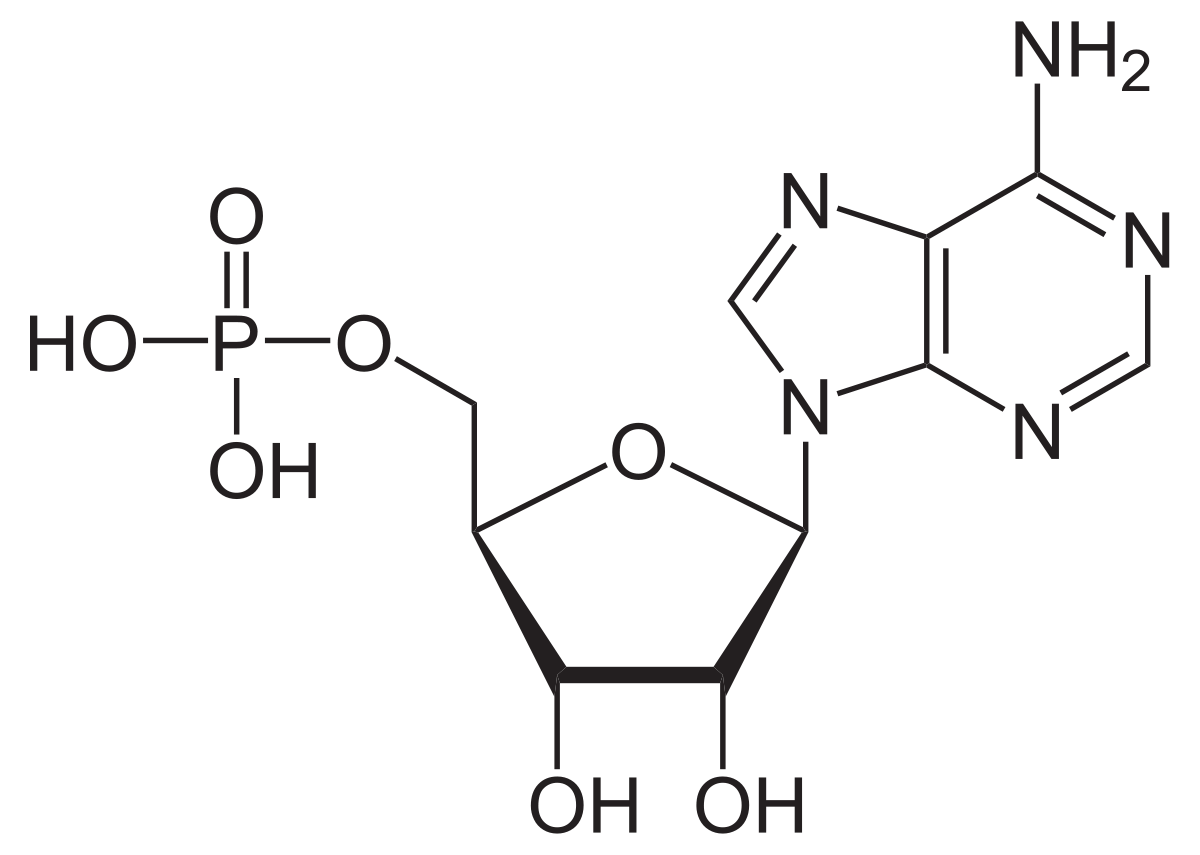 The structure of adenosine monophosphate.