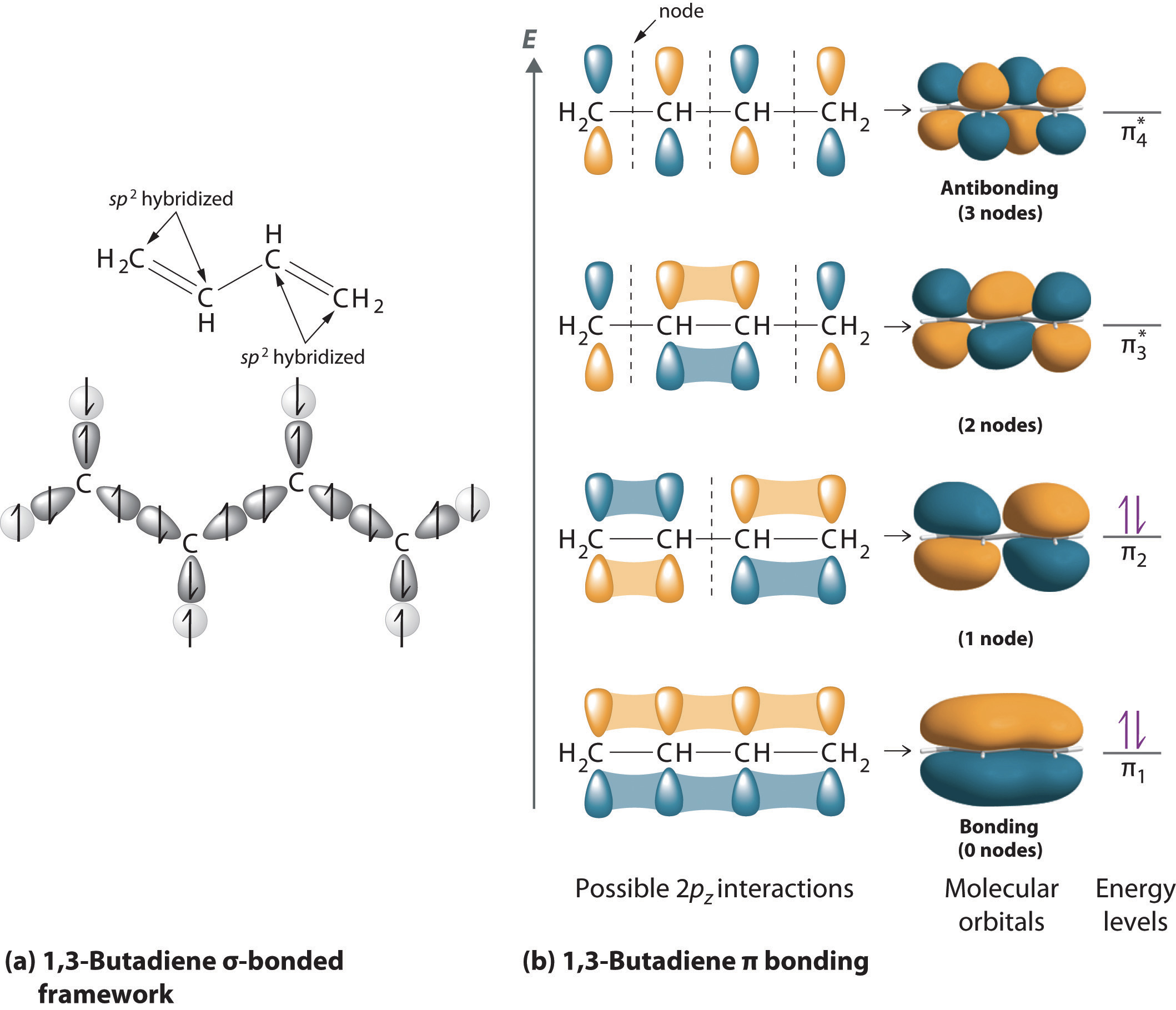 MO diagram of butadiene, each carbon atom is assumed to be sp$^2$ hybridised, with linear combination of the 2p$_z$ orbitals. As the energy of the levels increases so does the number of nodes. The lowest two energy levels are fully occupied in the ground state, upon absorption of a photon an electron is promoted to one of the anti-bonding orbitals allowing rotation around the double bonds, and giving the centre single bond some double bond character. [[MO diagram of butadiene](https://2012books.lardbucket.org/books/principles-of-general-chemistry-v1.0m/s13-04-polyatomic-systems-with-multip.html). From by Averill \& Eldredge, Principles of General Chemistry licensed under CC BY 2.0. Sept 14.]