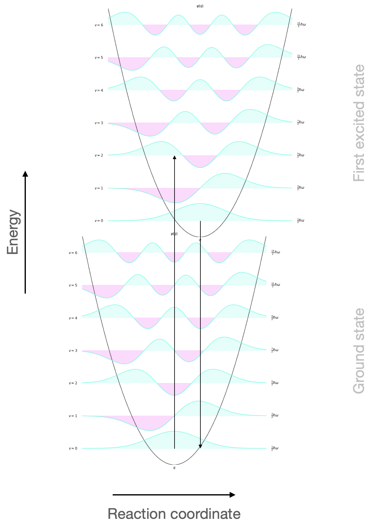 The vertical line of the absorption transition as the electron is promoted from the ground state to the excited state. The probability of the electron being excited into each vibrational level is given by the ‘overlap’ of the wave functions of ground and each excited state. [[Franck-Condon Diagram](https://commons.wikimedia.org/wiki/File:Franck-Condon-diagram.png). From Wikimedia Commons, created by [Mark M. Somoza](http://www.gnu.org/licenses/fdl-1.3.html), CC-BY-SA-[3.0](https://creativecommons.org/licenses/by-sa/3.0/). Sept 14. ]