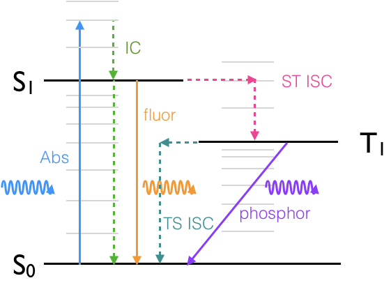 Jablonski diagram showing: A, the absorption of a photon, and the photophysical deactivation pathways, IC, internal conversion, ISC, intersystem crossing, F, fluorescence \& P, phosphorescence.