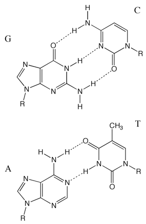 The base pairs in DNA, the purines guanosine and adenosine hydrogen bond to the pyrimidine bases cytosine and thymidine respectively. Conjugation in the bases means they all have good absorptions of around 6600 M−1 cm−1 at 260 nm.