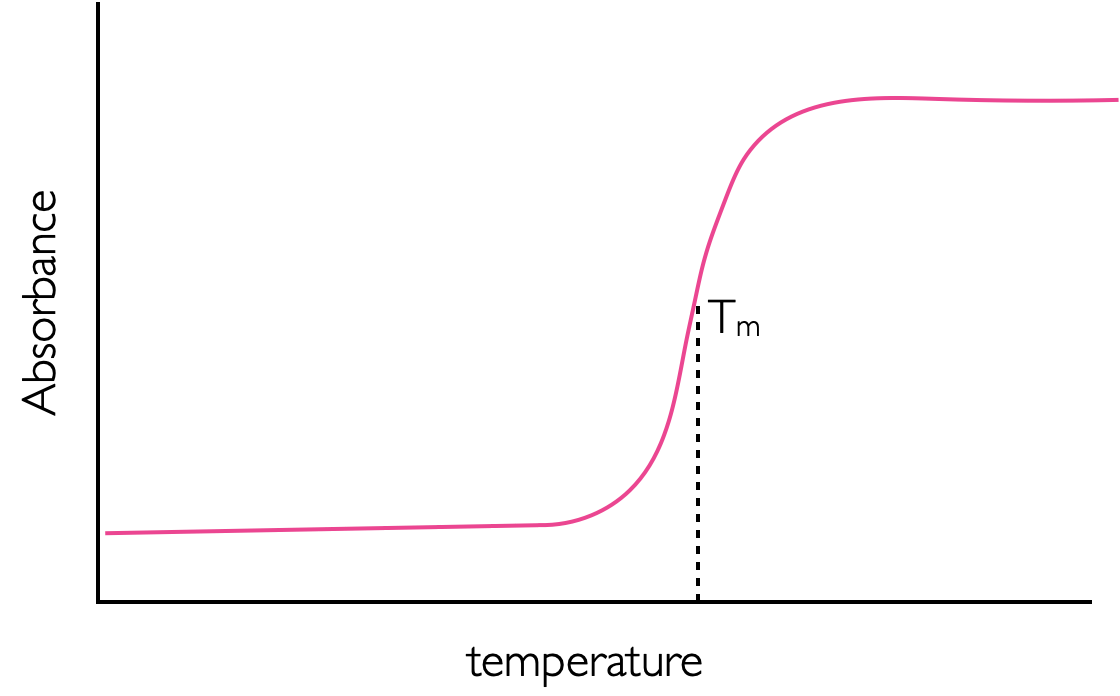 A sketch of the melting of DNA leading to a large increase in absorption. The melting temperature T~m~, is defined much as the end point of a titration curve is, as halfway between the two turning points. The increase in absorbance is due to the breaking of the π stack which exists in double stranded helical DNA.