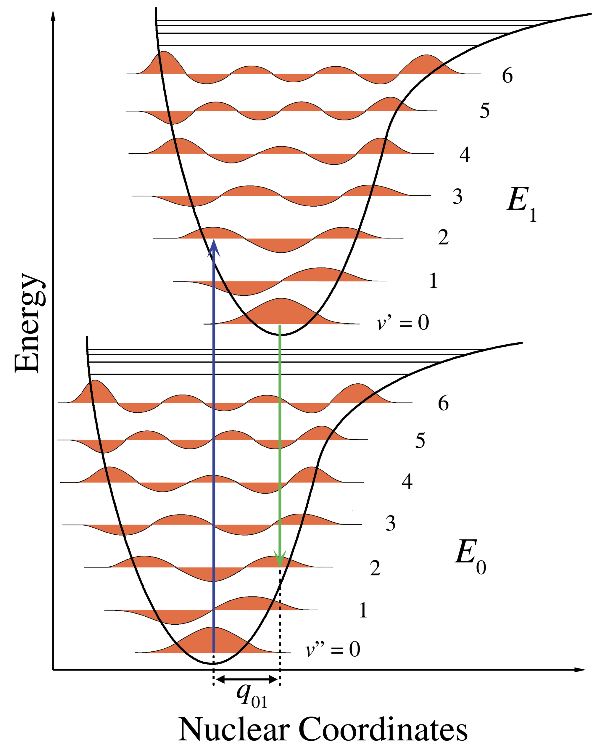 The vertical line of the absorption transition as the electron is promoted from the ground state to the excited state. The probability of the electron being excited into each vibrational level is given by the ‘overlap’ of the wave functions of ground and each excited state. Franck-Condon Diagram  (https://commons.wikimedia.org/wiki/File:Franck-Condon-diagram.png). From Wikimedia Commons, created by [Mark M. Somoza](http://www.gnu.org/licenses/fdl-1.3.html), CC-BY-SA-[3.0](https://creativecommons.org/licenses/by-sa/3.0/). Sept 14. 