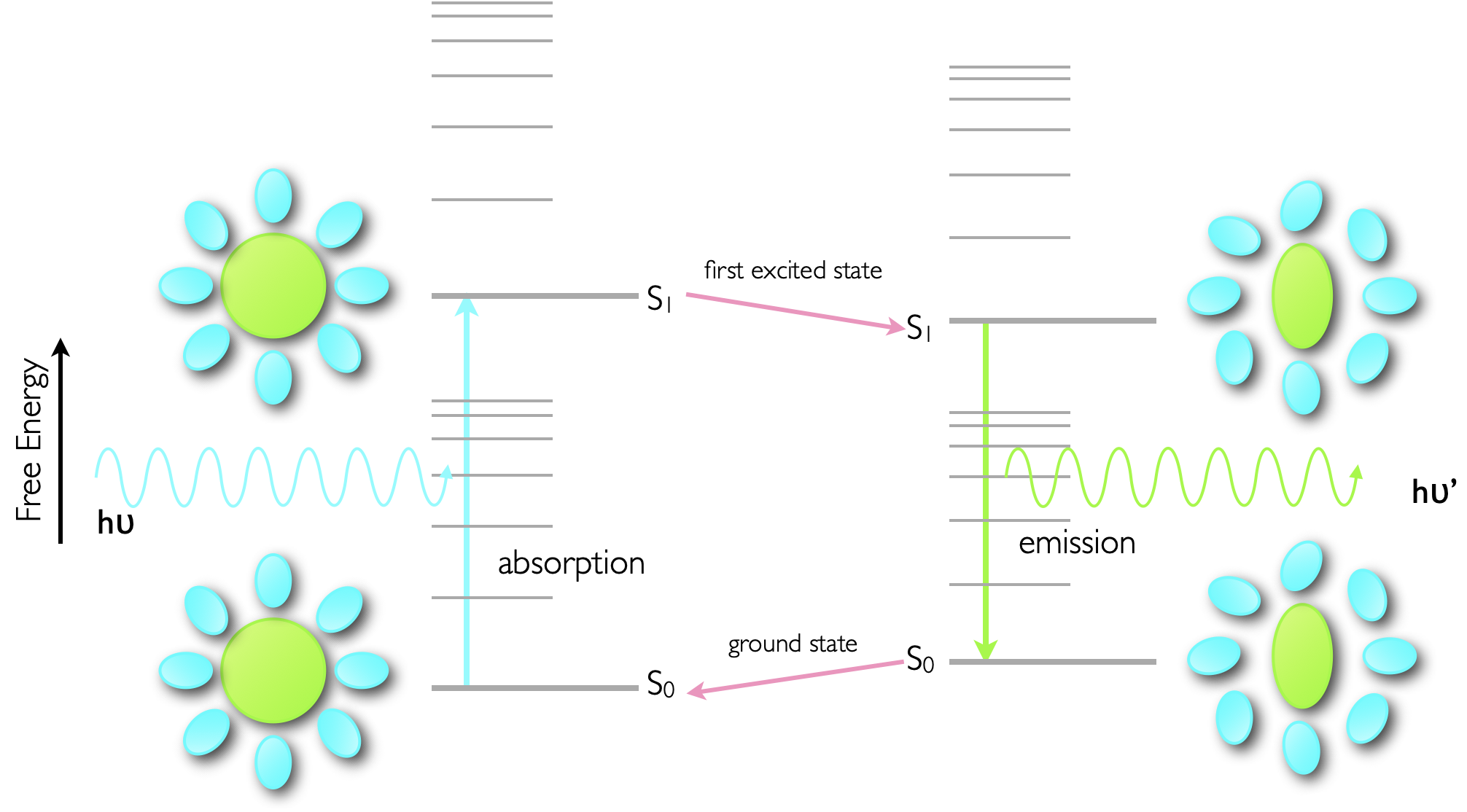 Sketch of the photophysical processes involved in the Stokes shift of emission. The ground state structure of the dye and solvent sphere (lower left) is maintained upon almost instantaneous absorption of a photon, however this then relaxes to an optimised configuration of dye and solvent for the excited state (top right), however this destabilises the ground state.