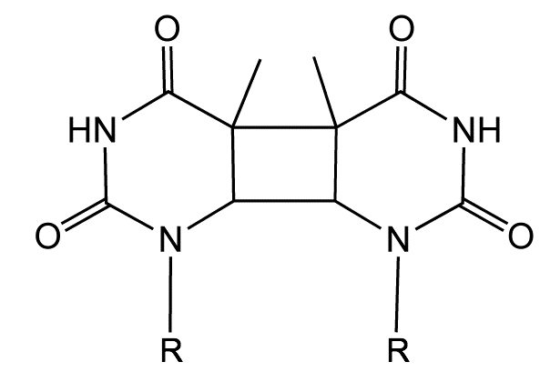 The structure of a thymidine dimer adduct formed by absorption of UV light.
