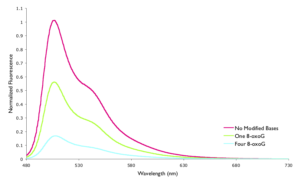The measured normalised steady state fluorescence of YO-Pro-1 when bound to a 15mer oligonucleotide of DNA. The sequence of DNA variously had no modified bases, one 8-oxoG, or four 8-oxoG lesions.