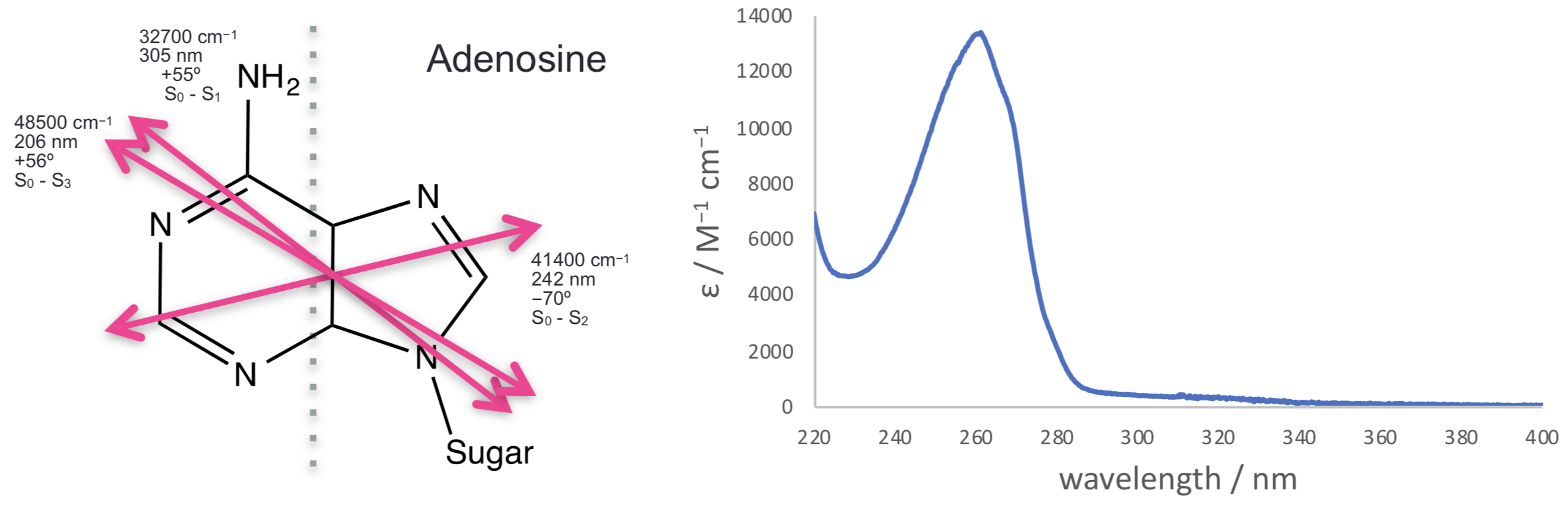 The three lowest energy transitions of adenosine each indicated with their transition dipole moment (all in the plane of the molecule, calculated values).These match with the observed spectrum with a weak transition around 310 nm, a much stronger transition around 260 nm and a third transition starting at the edge of the measured spectrum. [Spectrum [Adapted from OMLC]( https:// omlc.org/spectra/PhotochemCAD/html/033.html), 31st October 2018]