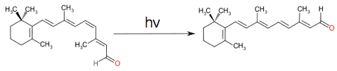 The cis-trans isomerisation of retinal, which when combined with the protein rhodopsin is vital in vision. Absorption of a photon, reduces the bond order of a specific bond due to characteristics of the excited state molecular orbital.